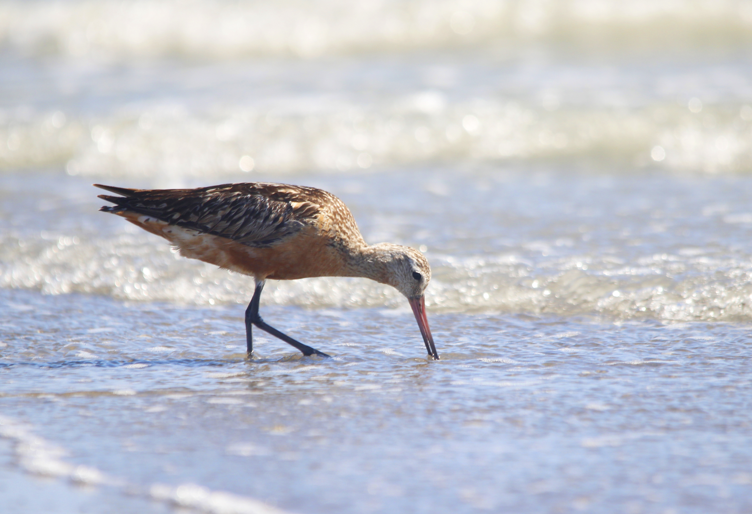Bar-tailed Godwit